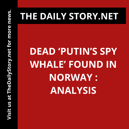 Dead ‘Putin’s spy whale’ found in Norway : Analysis