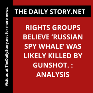 Rights groups believe ‘Russian spy whale’ was likely killed by gunshot. : Analysis